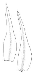 Orthotrichum angustifolium, leaves. Drawn from D.H. Vitt 2983, CHR 486044.
 Image: R.C. Wagstaff © Landcare Research 2017 